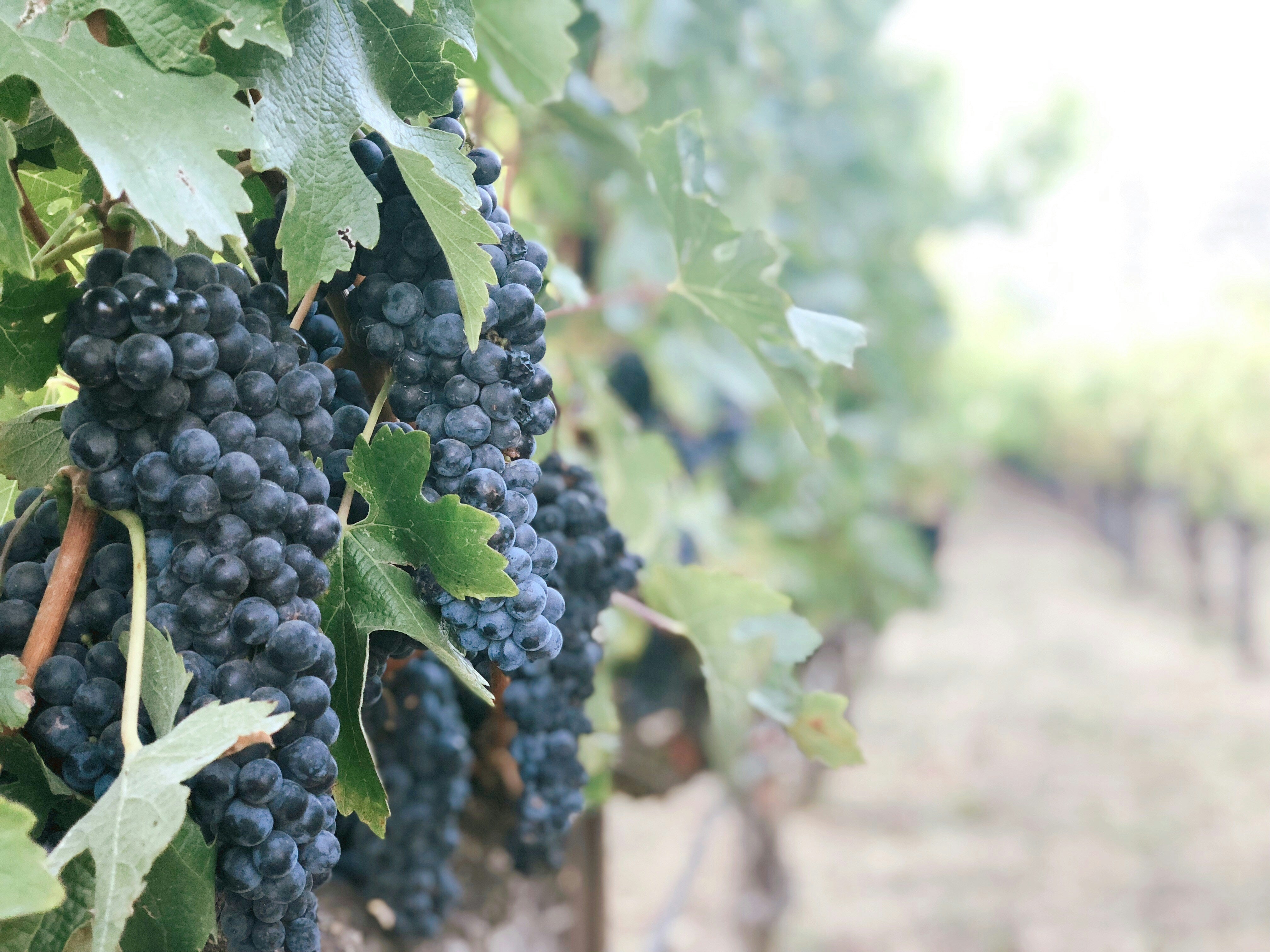The Diamond Dozen of Wine Grapes